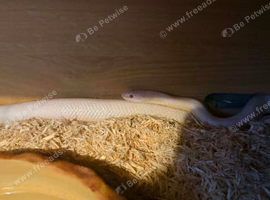 Beautifu blizzard albino corn snake 15 months Old