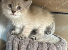 Lovely cute Siameese cross