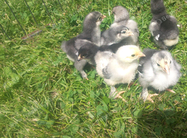 Brahma chicks