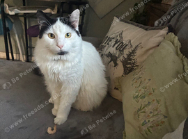 Male cat