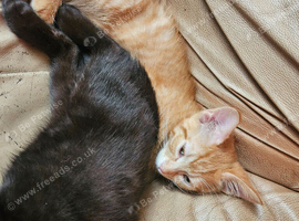3 kittens 16 weeks old ready to go