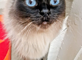 Beautiful 6 year old seal point Ragdoll