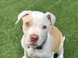 Female puppy