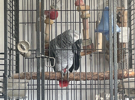African grey
