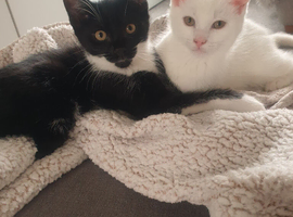 3 boy kittens
