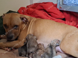 Staffyxrottiexfrenchie