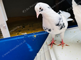 Baby Fantail Pigeons