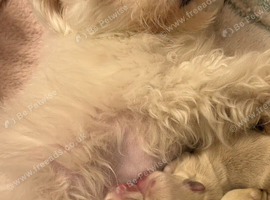 Korean maltese