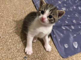 5 beautiful kittens for sale