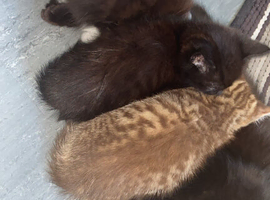 4 kittens