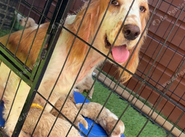 Champagne Cockapoo