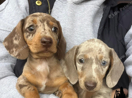 Beautiful miniature dachshund dogs