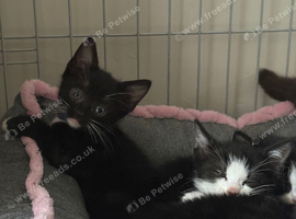 3 black and white 8 week old kittens. Mum cat available also.