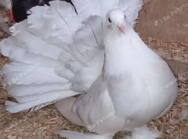 Indian fantail hen. White and silver splash