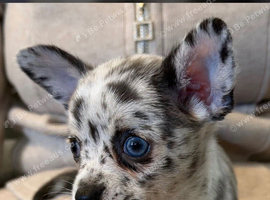 1 leftMerle female chihuahuas