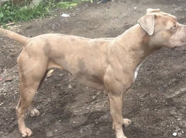 Female corso mix