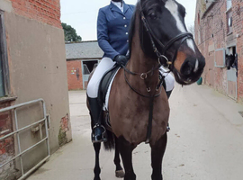 Stunning mare
