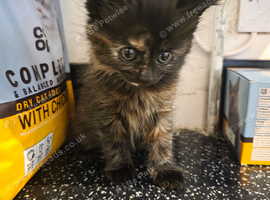 2 kittens ready to leave