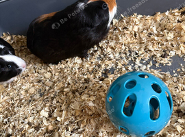Guinea pigs
