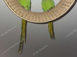 Bonded pair of ringnecks