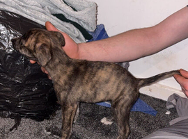 Lurcher puppies for sale 7 weeks