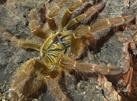 Female OBT 10-12cm