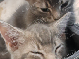 Grey tabby kittens