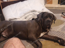 6 month old Male cane corso