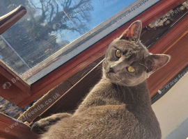Affectionate russian blue girl