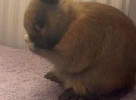 Female Netherland dwarf bunny