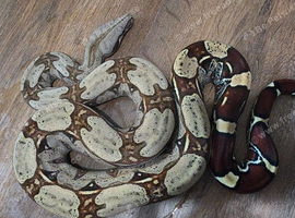 Bcc suriname boa constrictor excellent example