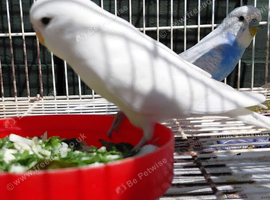 Baby budgies splits
