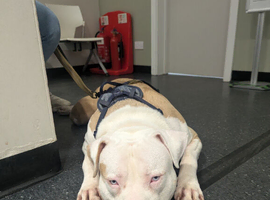 American long legged staffy