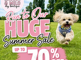 Huge Summer Sale on Dog Accessories