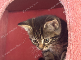 Female kittens