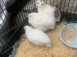 1 female 2 male jumbo quails