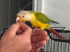 Pineapple Green Cheeked Conure