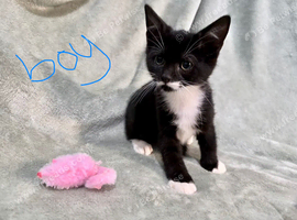 3 beautiful kittens looking for homes