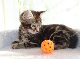 Gorgeous Kittens Ready to Find Their Forever Homes