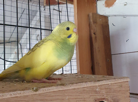Baby budgies