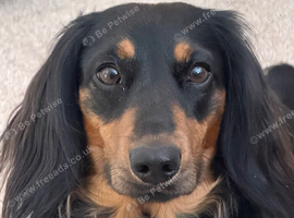 Dachsund breeding