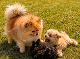Pomeranian puppies