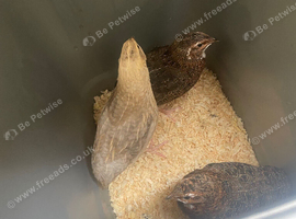 FREE male Japanese quails