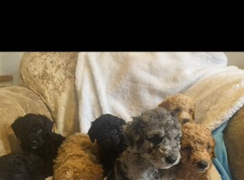Beautiful miniature poodle puppies