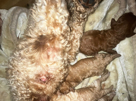 Poodle puppy&rsquo;s