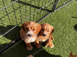 Cockapoo puppies