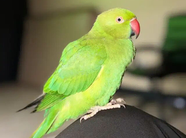 Baby green ring neck talking parrot
