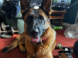 Beautiful German shepherd
