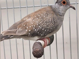 Diamond dove hen wanted for male
