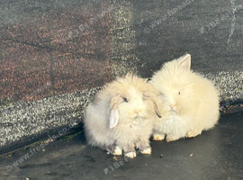 lovely baby rabbits for sale - ready now!